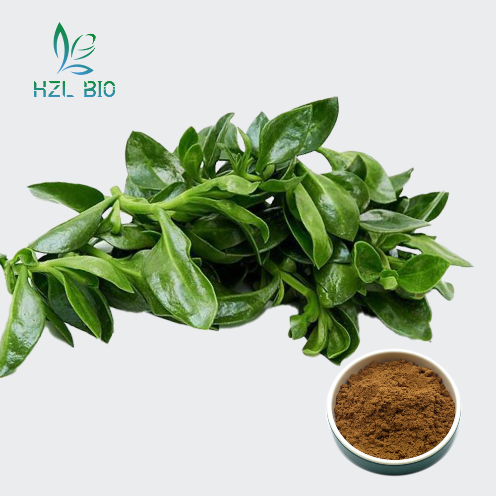 Andrographis Paniculata Extract,andrographis extract