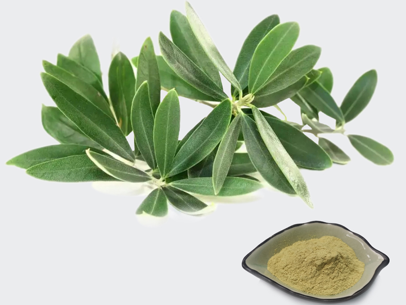 What Is the Olive Leaf Extract Good For?