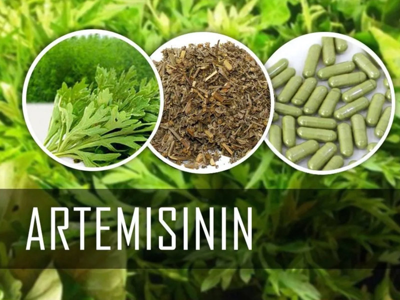 Application of Artemisia Annua Extracts in Cosmetics