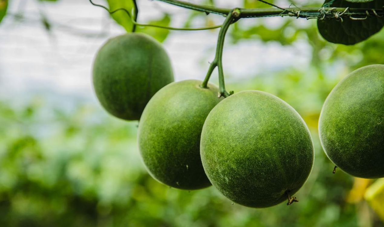 Monk Fruit Extract