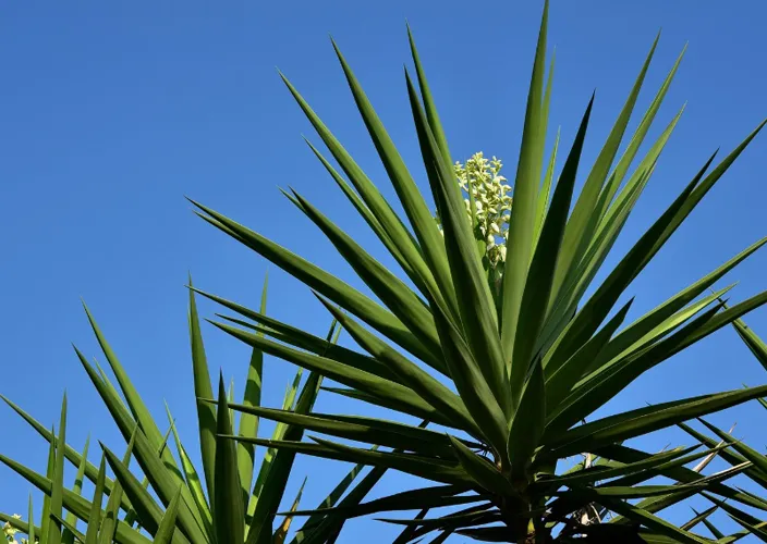 Yucca Extract