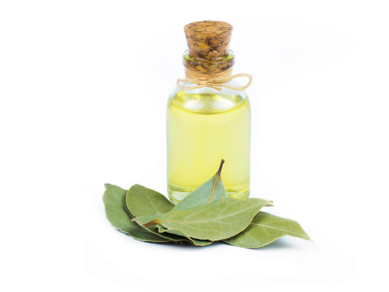Laurel Leaf Essential Oil - The Magic Herb with Rejuvenating Energy