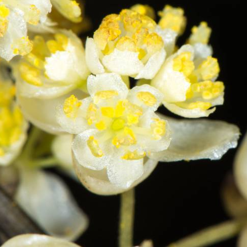 Litsea Cubeba Essential Oil