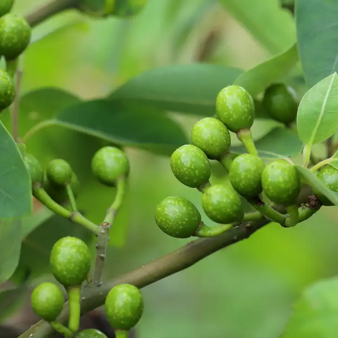 Litsea Cubeba Essential Oil