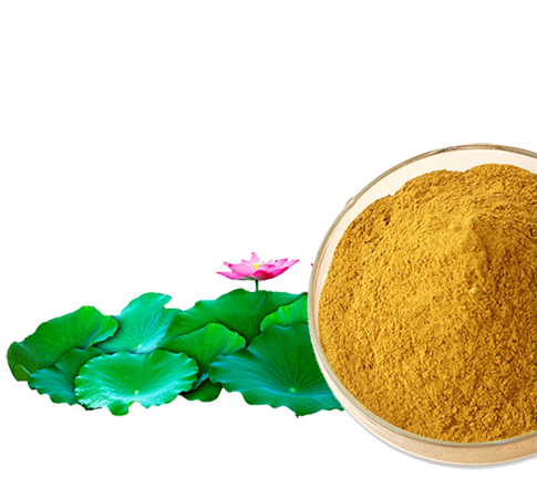 Lotus Leaf Extract