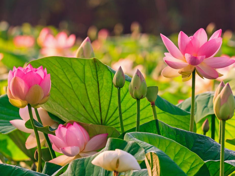 Wide Range of Applications for Lotus Leaf Extract