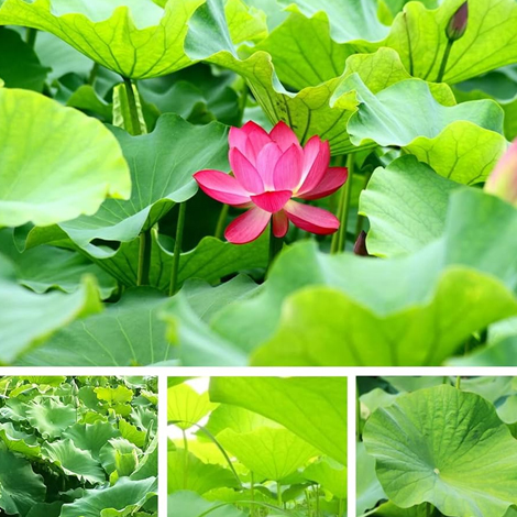 Lotus Leaf Extract