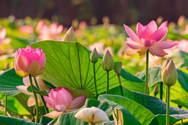 Lotus Leaf Extract