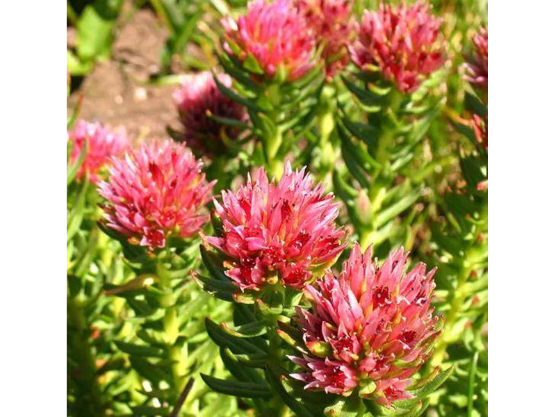 New Discovery: Rhodiola Rosea Extract Controls Type 2 Diabetes
