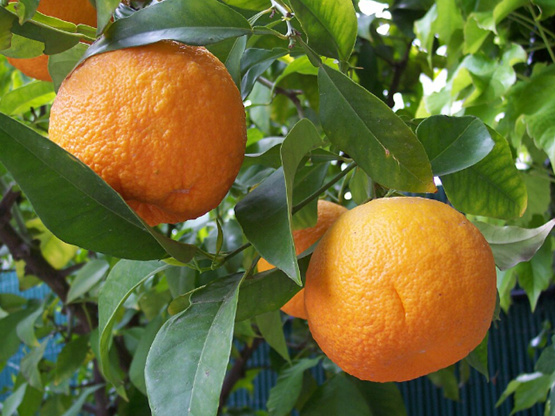 The Latest Research on the Health Benefits of Bitter Orange Extract Powder