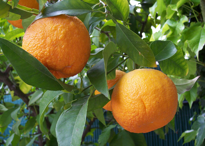 The Latest Research on the Health Benefits of Bitter Orange Extract Powder