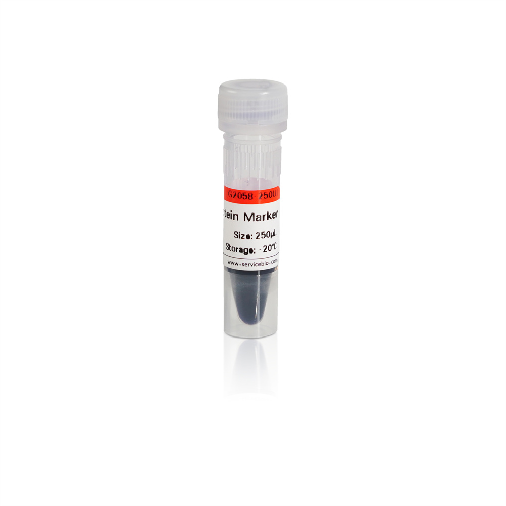 prestained,protein ladder,prestained protein ladder