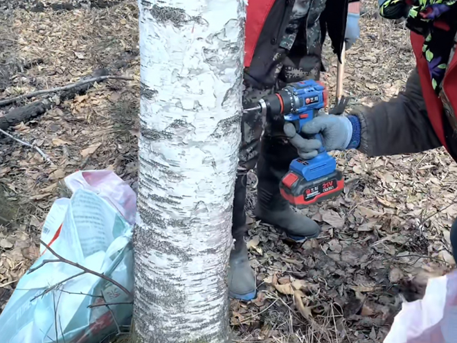 Collecting Birch Juice