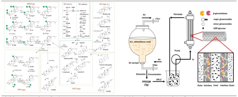 Cuikang Pharmaceutical | Focuses on the New Exploration of Rare Ginsenosides, and is Committed to the Modern Solution of Ginseng Food