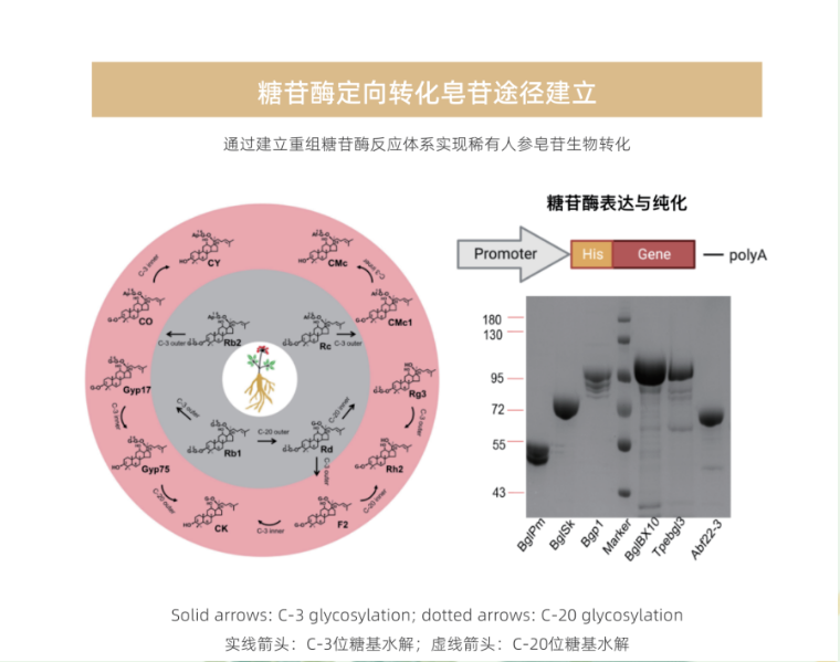 Cuikang Pharmaceutical | Focuses on the New Exploration of Rare Ginsenosides, and is Committed to the Modern Solution of Ginseng Food