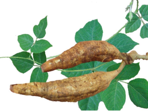 Puerarin, derived from the pueraria root, is an increasingly sought-after ingredient in the health product market