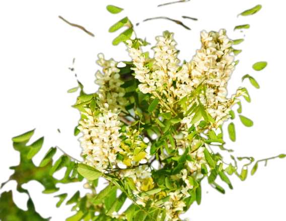 Rutin, also known as vitamin P, is a potent antioxidant that plays a pivotal role in maintaining vascular health and improving skin elasticity