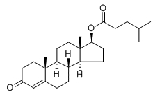 Testosterone isocaproate