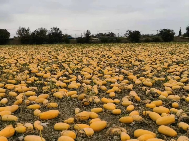 Supply Shortfalls and Price Surge: Insights into China's Pumpkin Seed Market