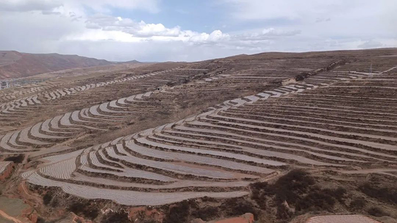 Bumper Crop of Broad Beans in Gansu Province Signals Early Harvest and Increased Yield