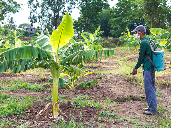 The difference between glyphosate and glufosinate-ammonium