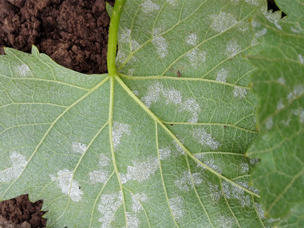 The occurrence and prevention methods of crop downy mildew