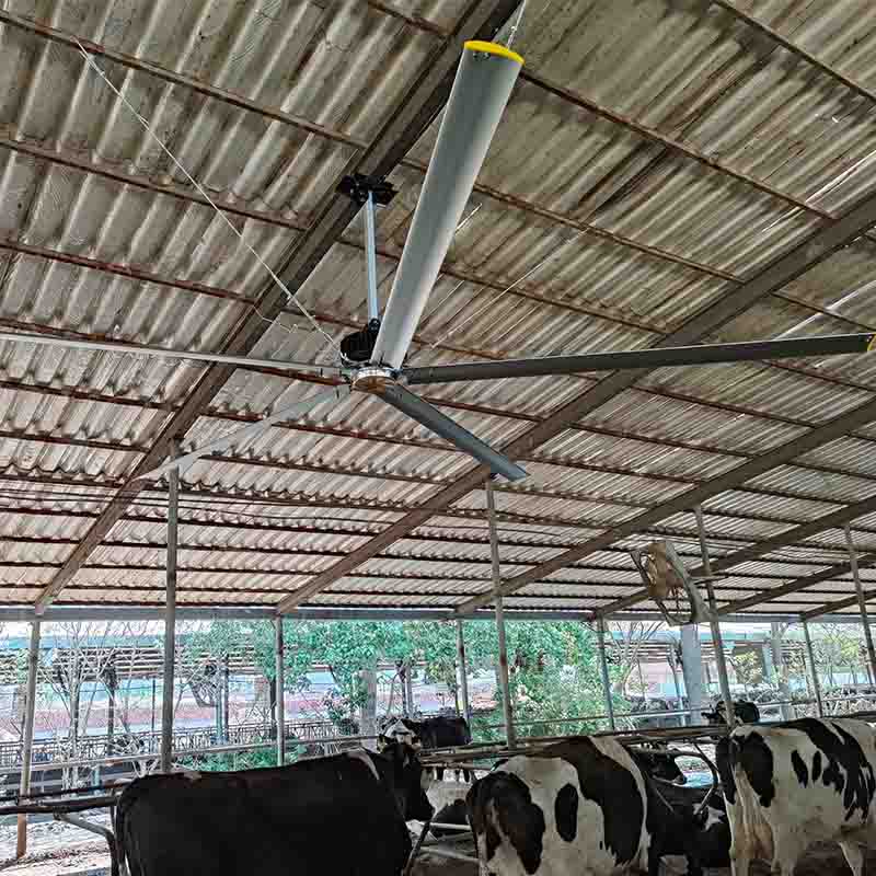 Big Ceiling Fan for Farm