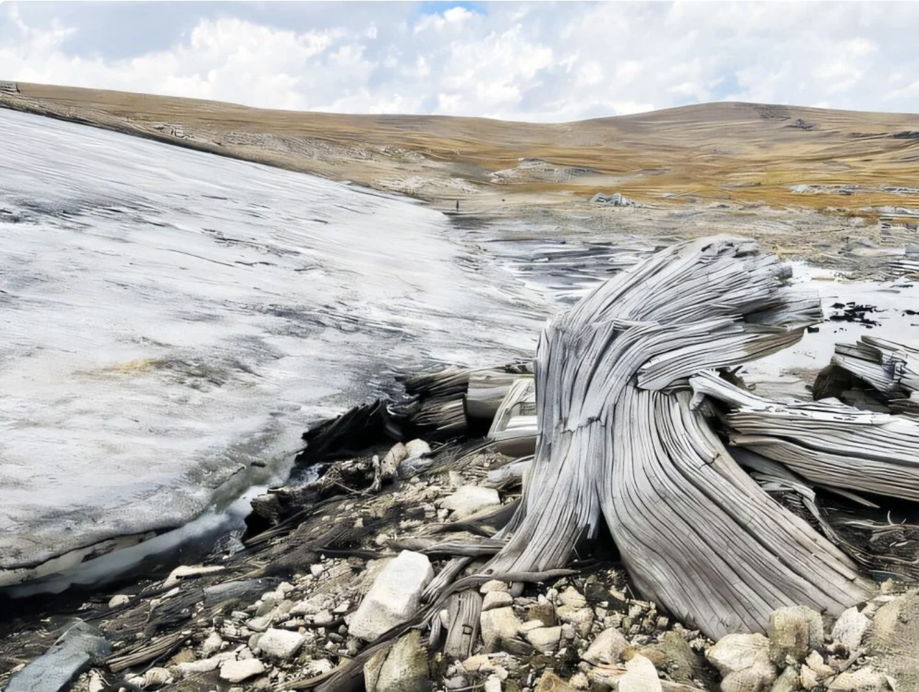 Fossilized frozen forest discovery in the US reveals ancient alpine ecosystem