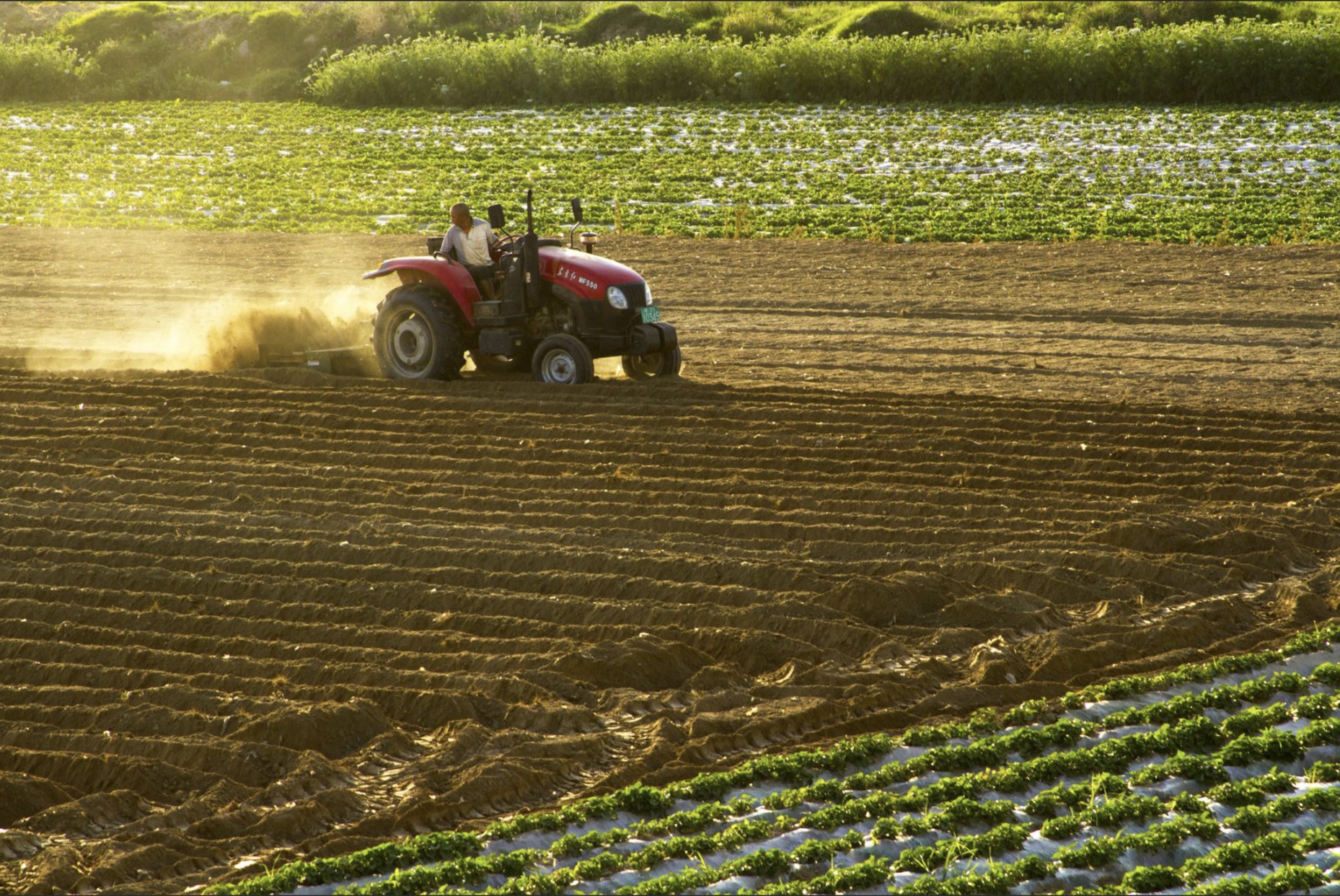 Israeli agriculture at risk: Farmers need you