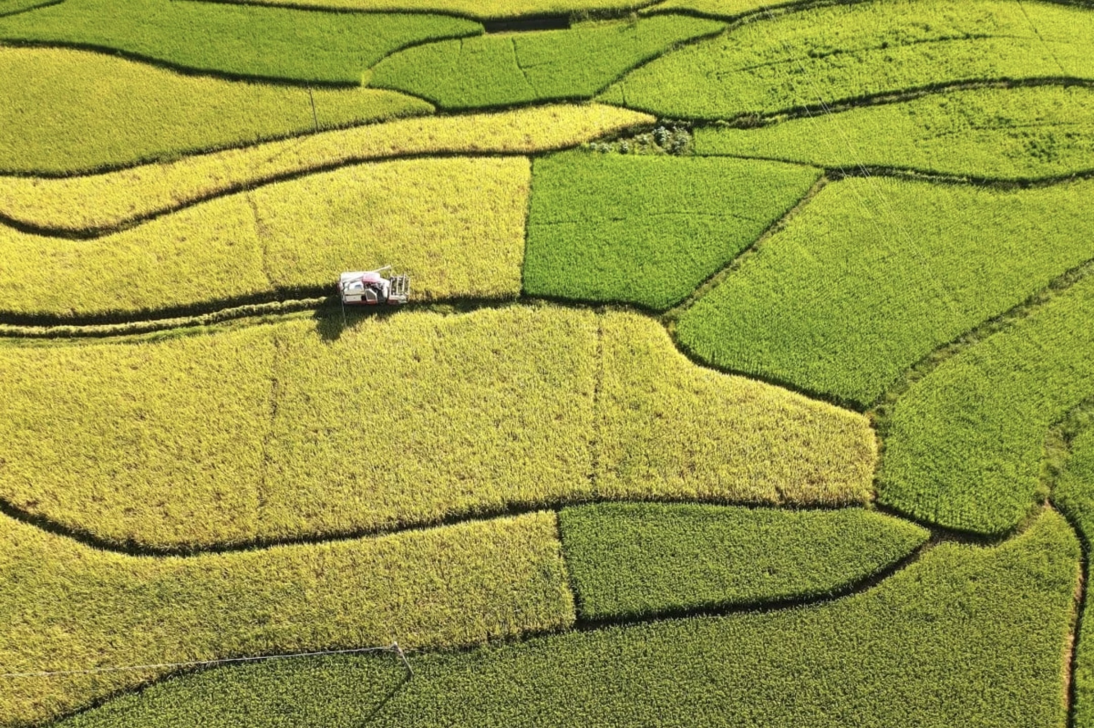 China’s bold new agricultural plan puts AI, biotech and seeds behind self-sufficiency push