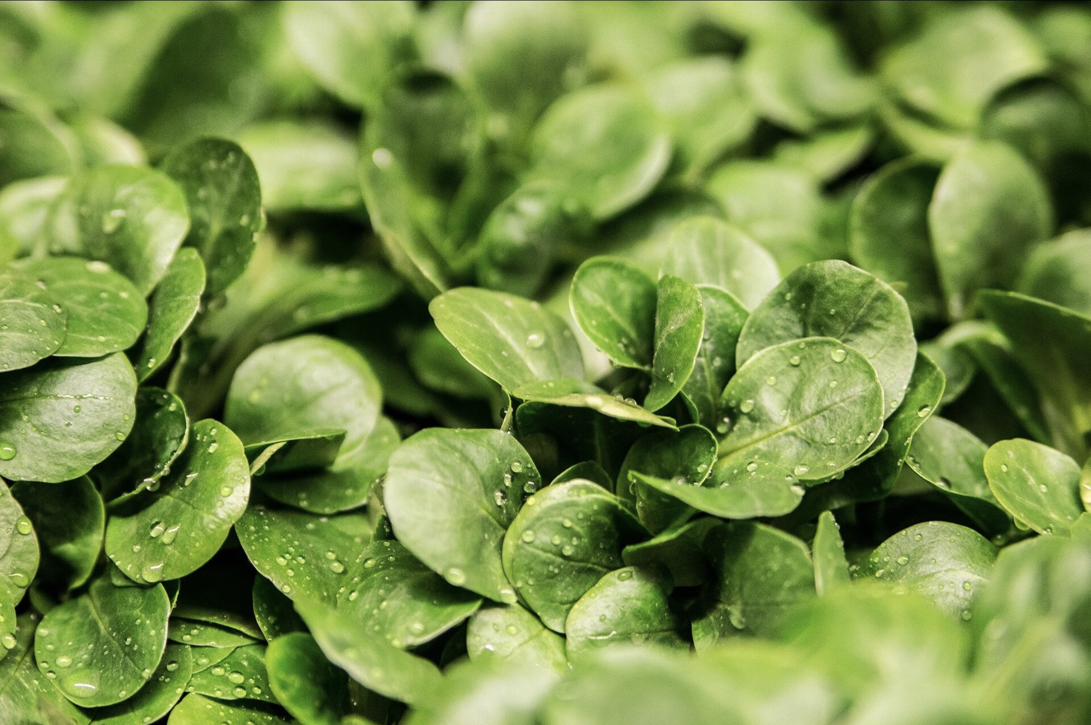 New techniques boost lettuce freeze tolerance