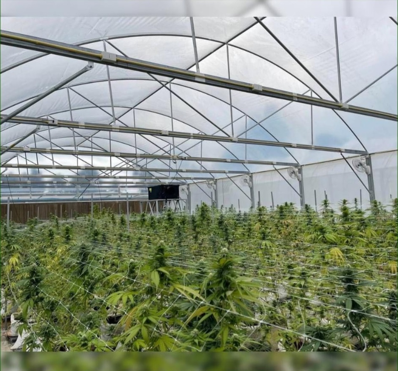 20pcs Ducted Dehumidifiers to Thailand's Cannabis Growing Rooms