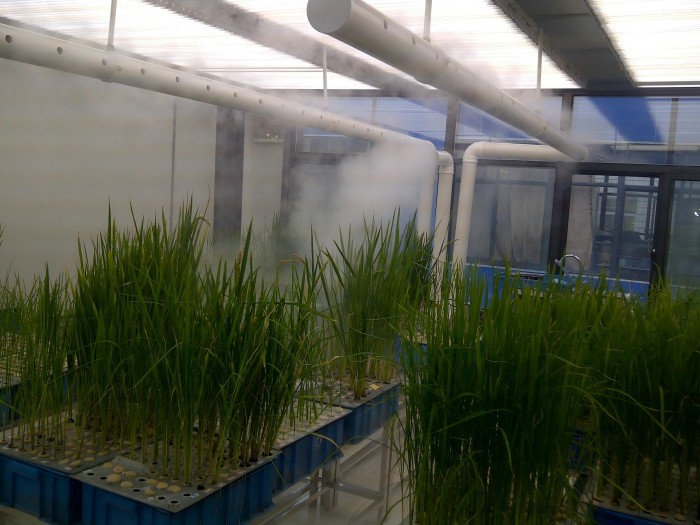El papel clave en el cultivo hidropónico: humidificador ultrasónico