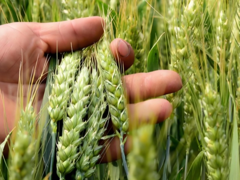 Study points to improved wheat strains