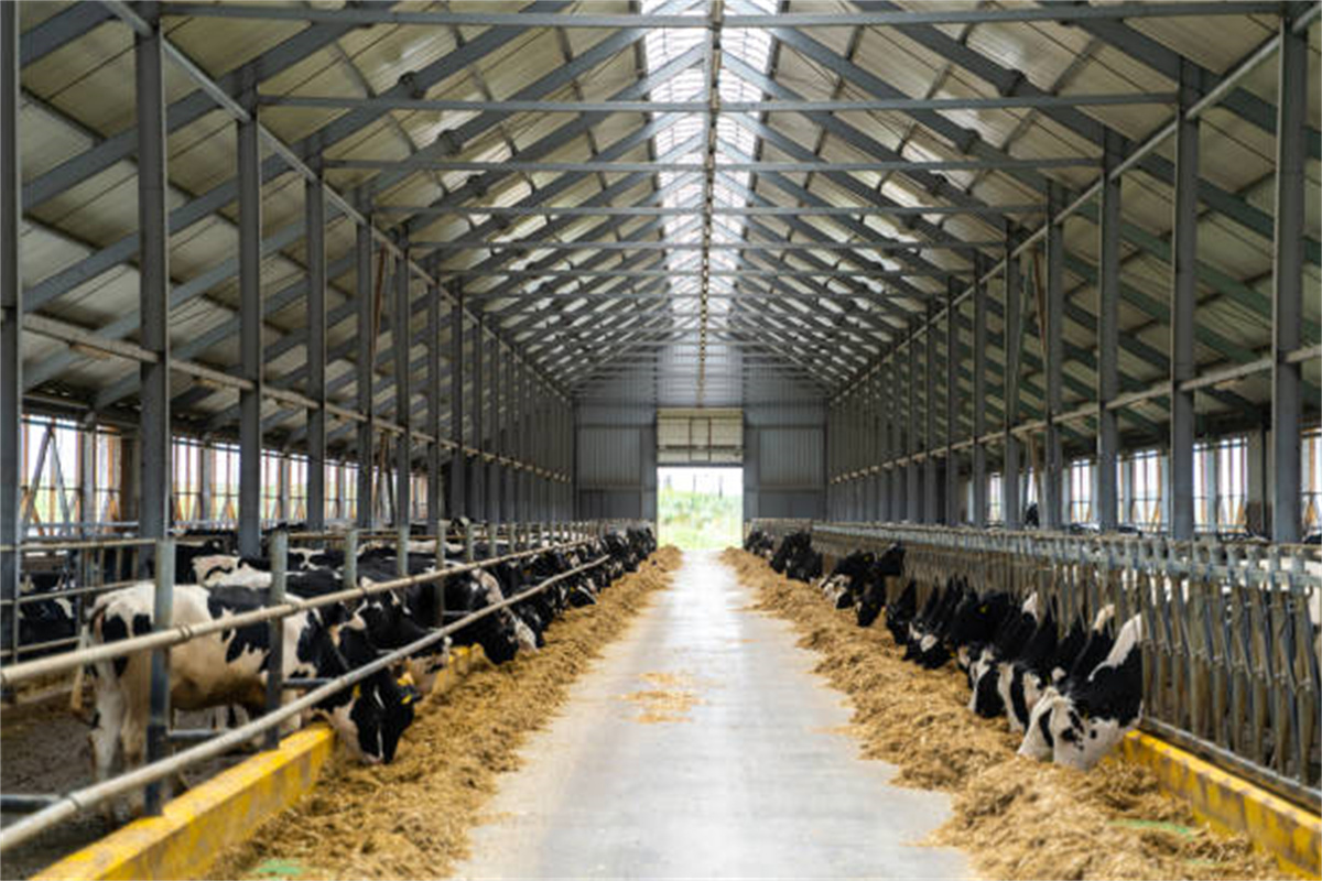Steel structure farm