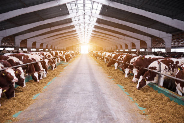 Advantages of Steel Structure Farms