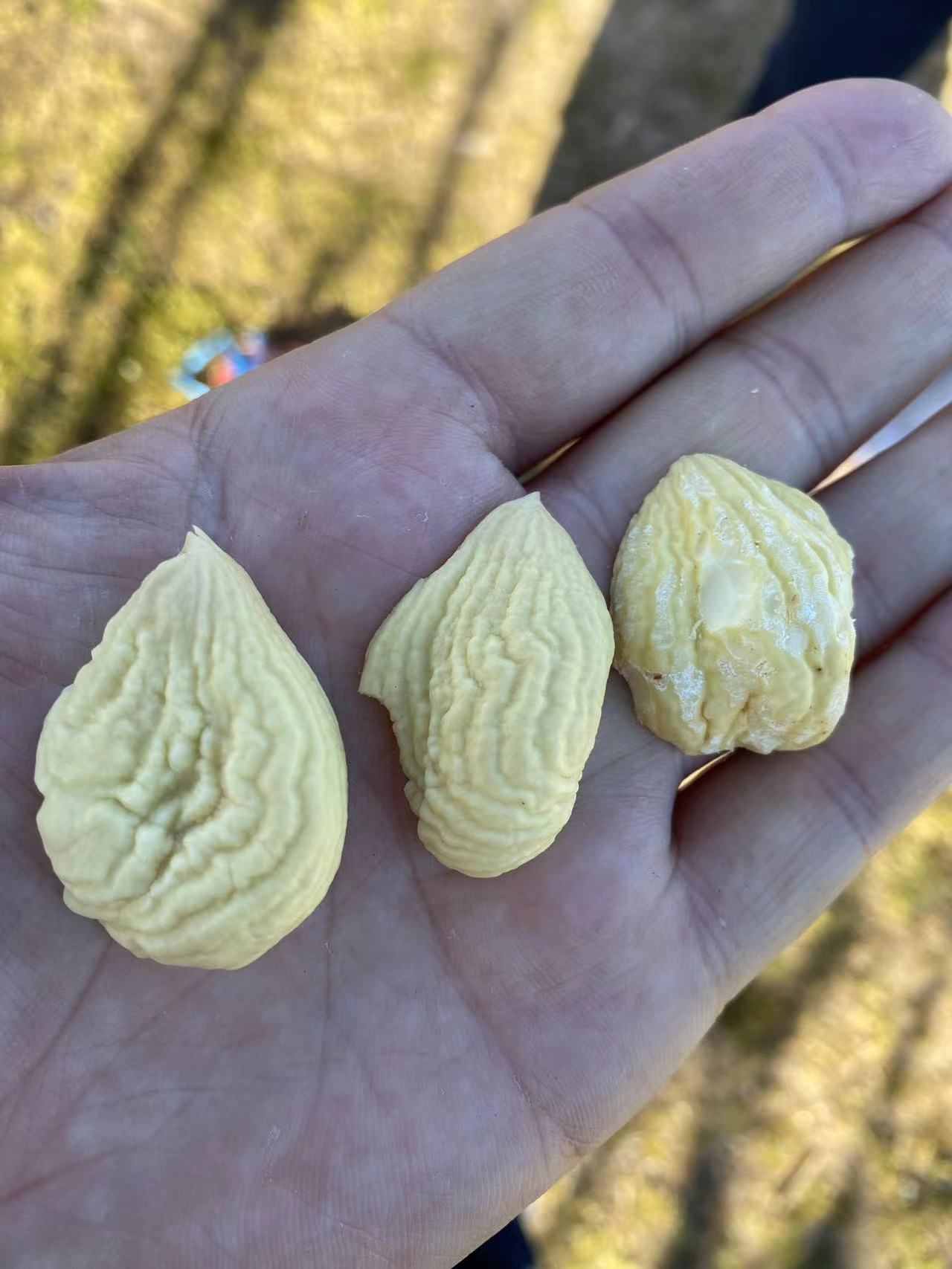 European Chestnut Cultivation in China