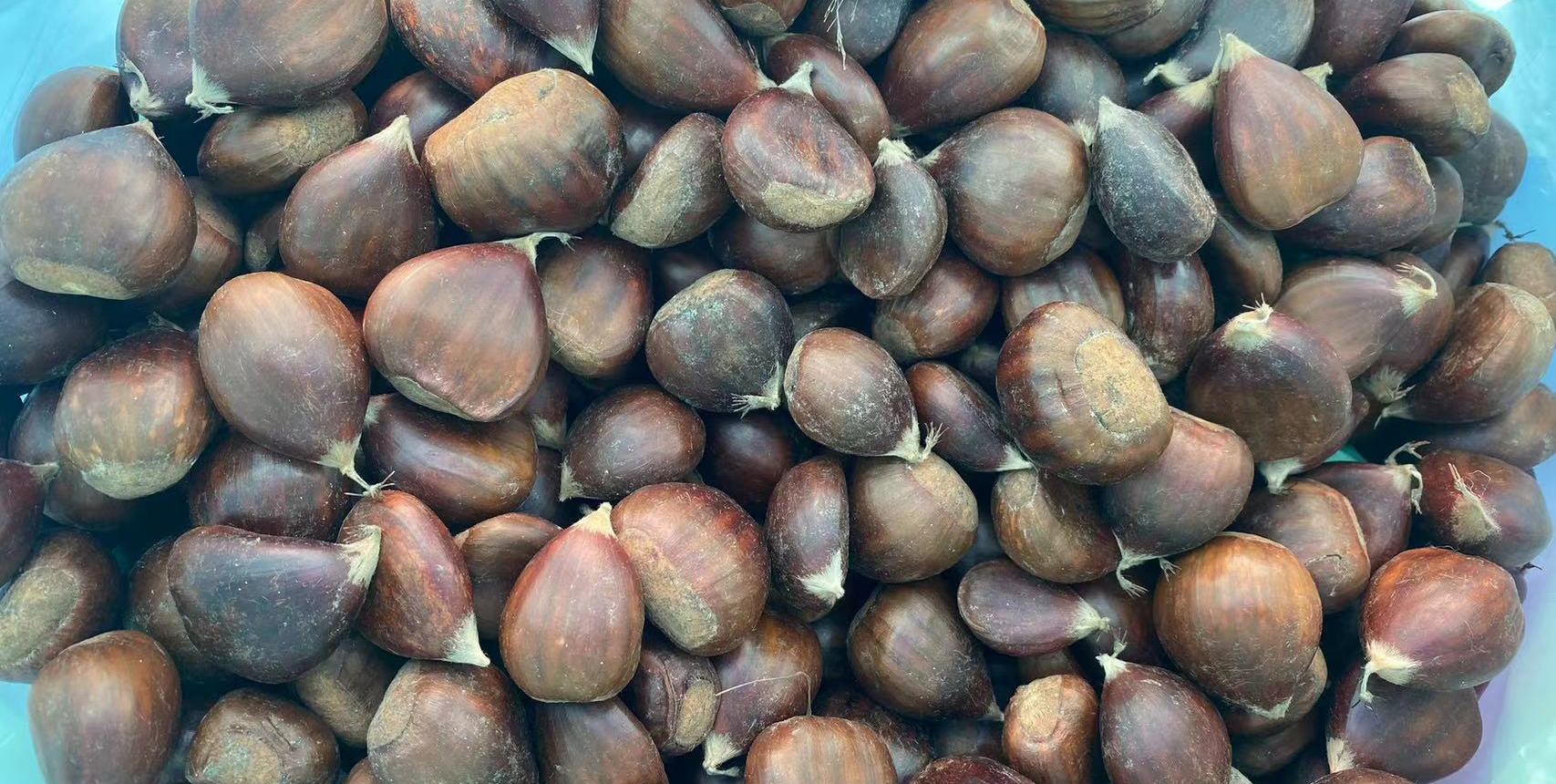 European Chestnut Cultivation in China