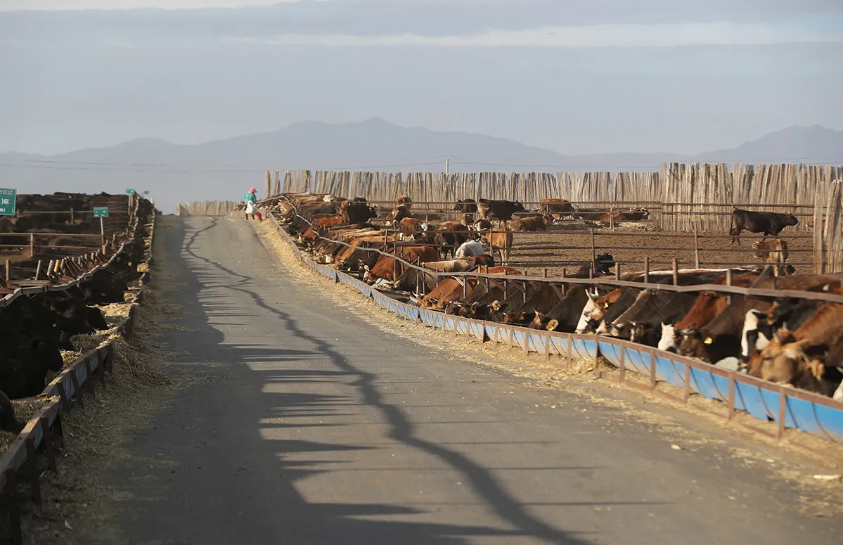 Smart Animal Husbandry Pushes Rural Vitalization in Xinjiang