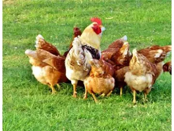 The prevention and cure of gasbag inflammation of poultry