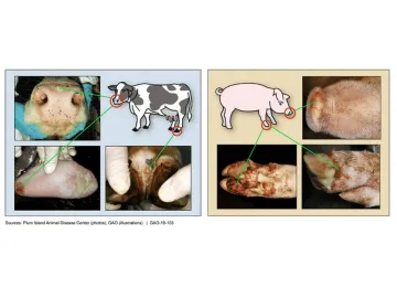 Epidemic situation, vaccine selection and immunization procedure of foot-and-mouth disease