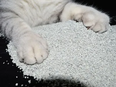 What is bentonite cat litter and what are its benefits?