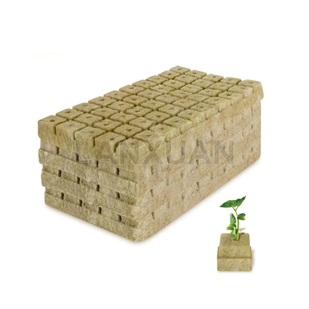 fan palm plant Chinese Fan Palm for Sale