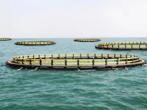 Überschrift: Revolutionierung der Aquakultur: Die transformative Rolle von Nylon in Fischzuchtkäfigen