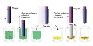 Magnetic Bead Extraction Reagents