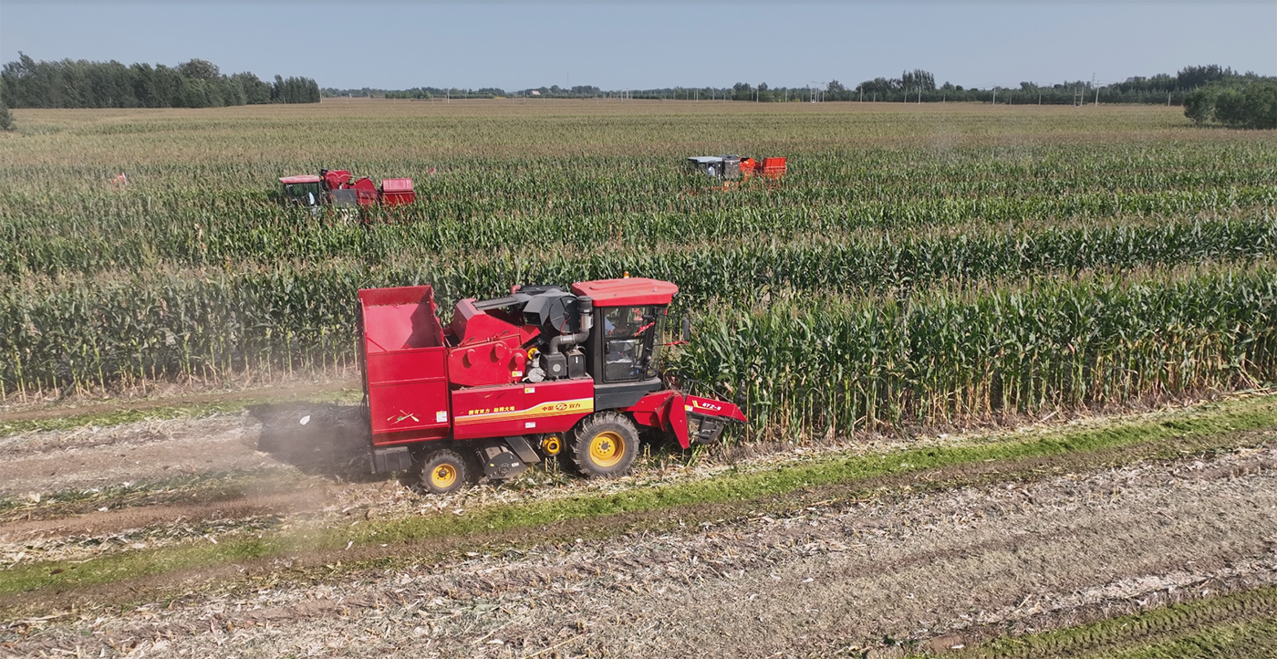 Corn Harvester in Central Asia
