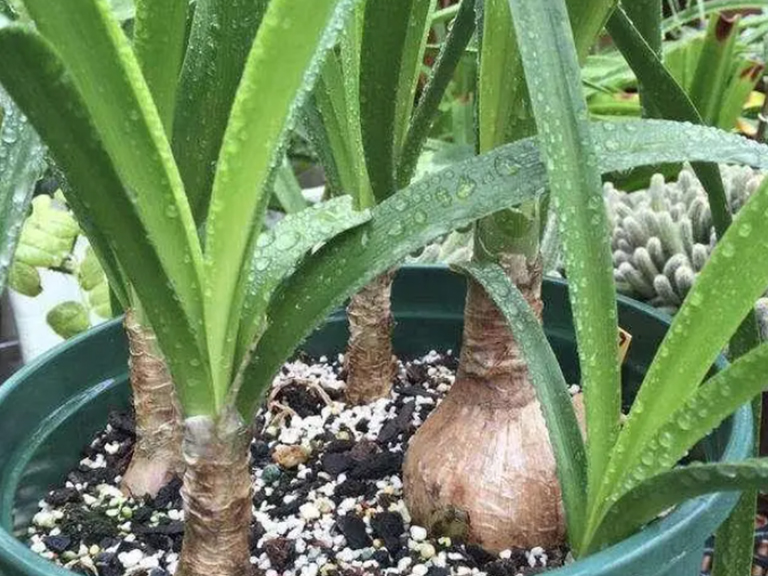 Detailed explanation of the role and usage of vermiculite in flower cultivation