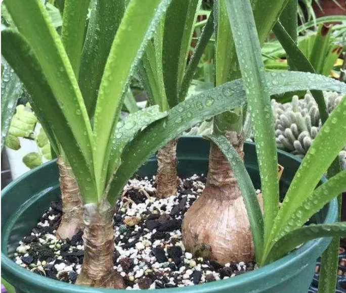 Detailed explanation of the role and usage of vermiculite in flower cultivation