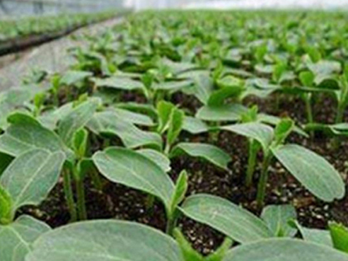 Jardinería