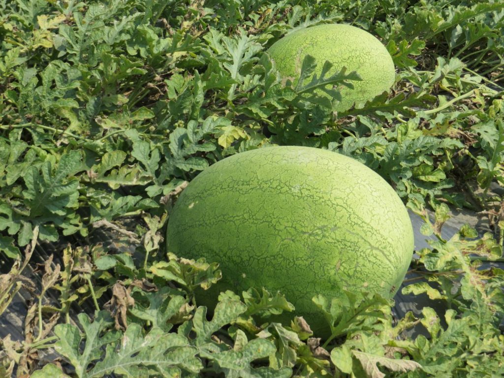 Foreign Trade Fruit and Veggie Seed Manufacturer Leads Industry Trends, Shaping a New Chapter in Global Horticulture